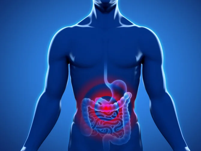 Illustration of human gut