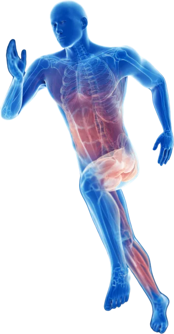 Muscle figure running